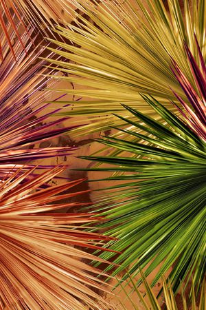 棕榈树印花华亿平台图片