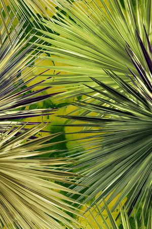 棕榈树印花华亿平台图片