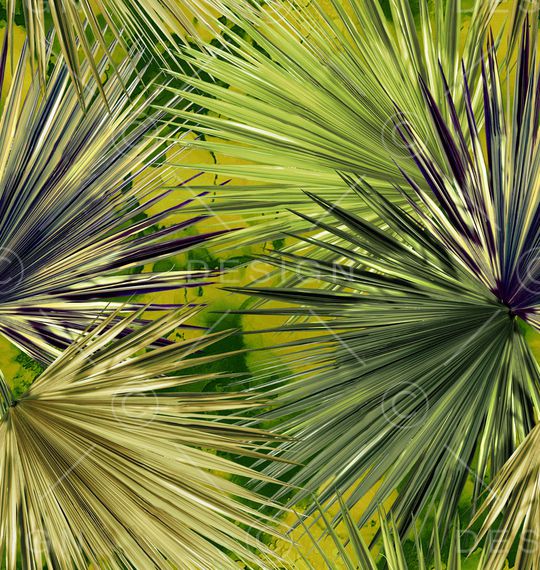 棕榈树印花华亿平台图片