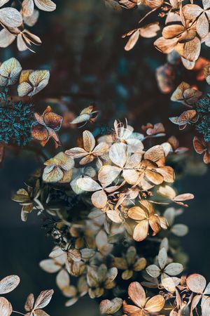 时尚印花华亿平台图片