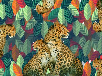 动物印花华亿平台图片