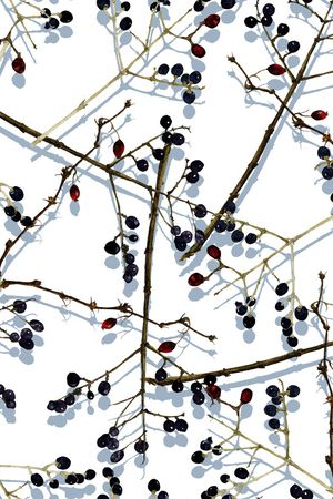 树枝印花华亿平台图片