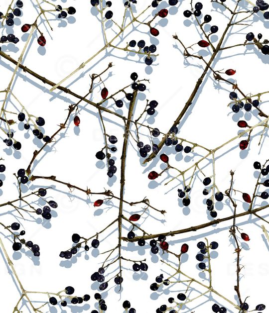 树枝印花华亿平台图片