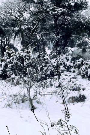 古镇印花华亿平台图片