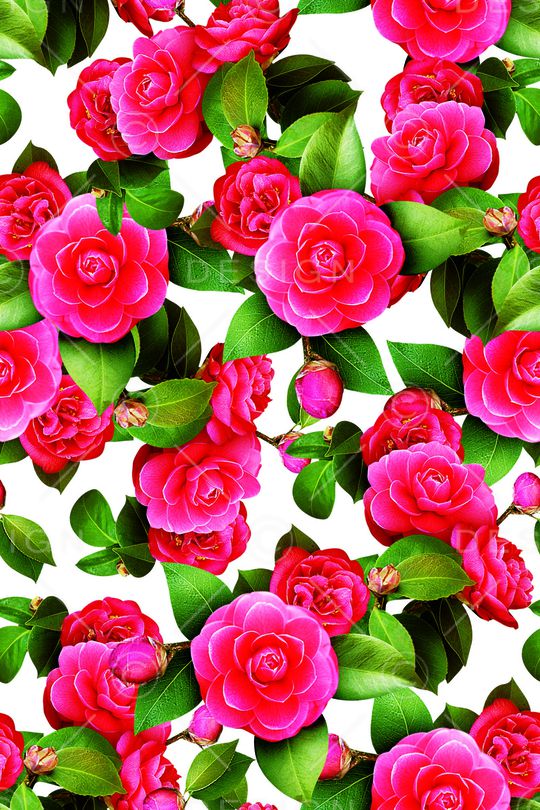 黑底花卉印花华亿平台图片