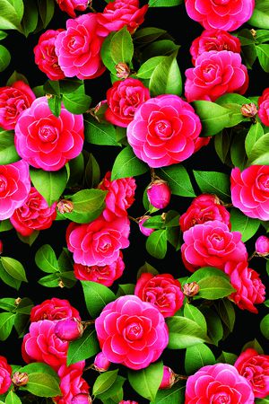 黑底花卉印花华亿平台图片