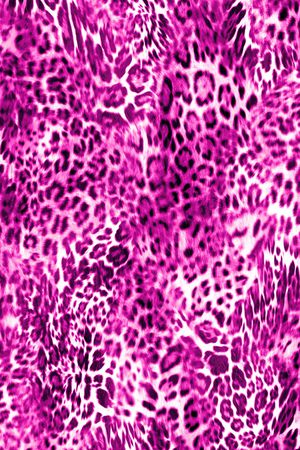 动物纹印花华亿平台图片