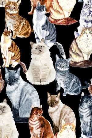 猫印花华亿平台图片