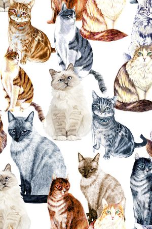 猫印花华亿平台图片