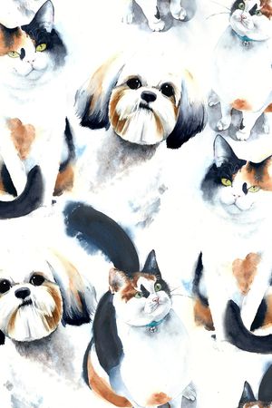 猫印花华亿平台图片