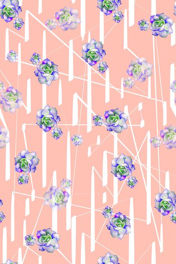 1138110-植物多肉5