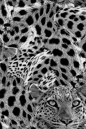 豹纹印花华亿平台图片