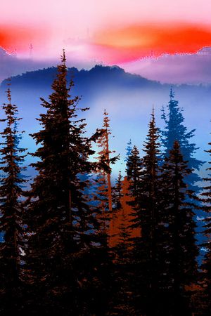 树林印花华亿平台图片