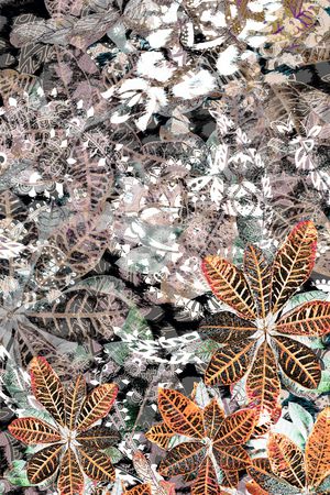 大牌风印花华亿平台图片