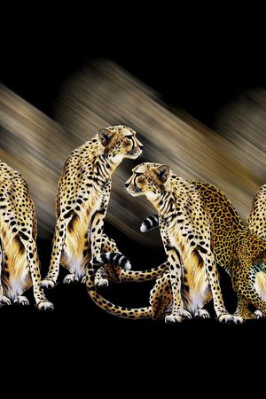 豹子印花华亿平台图片