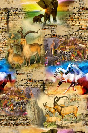 动物印花华亿平台图片