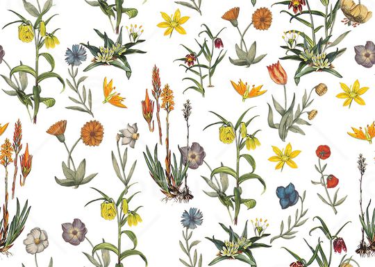 白底花印花华亿平台图片