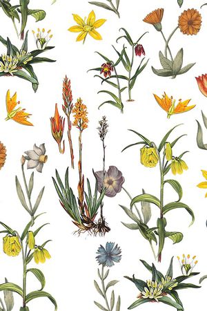 白底花印花华亿平台图片