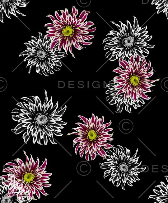 菊花印花华亿平台图片