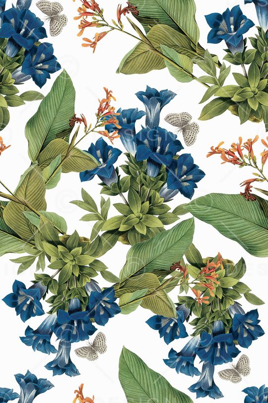 牵牛花印花华亿平台图片