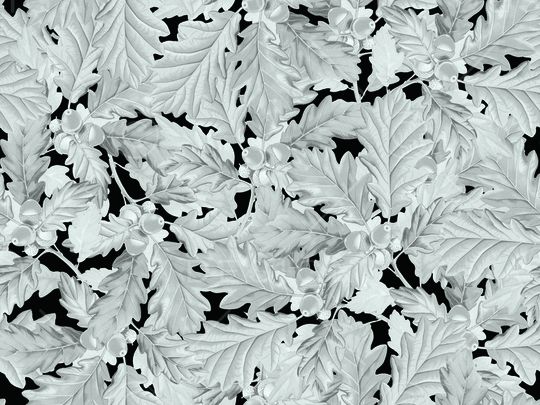 黑底花卉印花华亿平台图片