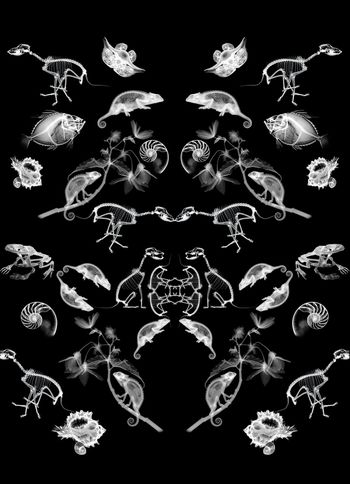 蜥蜴印花华亿平台图片