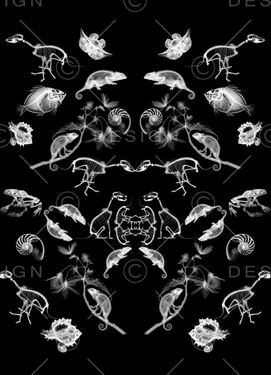 蜥蜴印花华亿平台图片