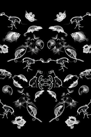 蜥蜴印花华亿平台图片