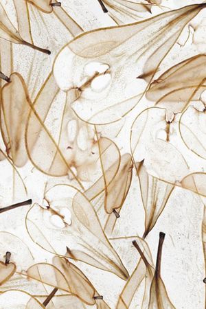 女装印花华亿平台图片