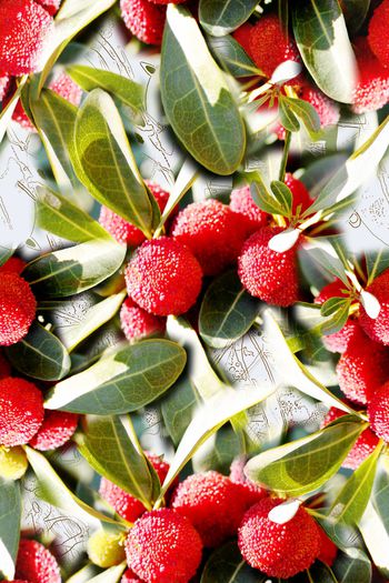 1168575-190111-俏皮水果-14-2