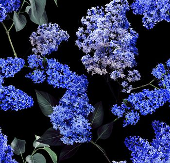 1169340-紫藤花-兰