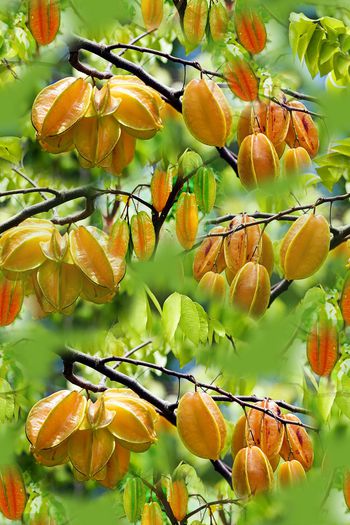 1173471-190119-俏皮水果-2-00