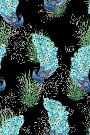 1179007-孔雀漫步草丛