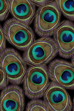 动物纹印花华亿平台图片