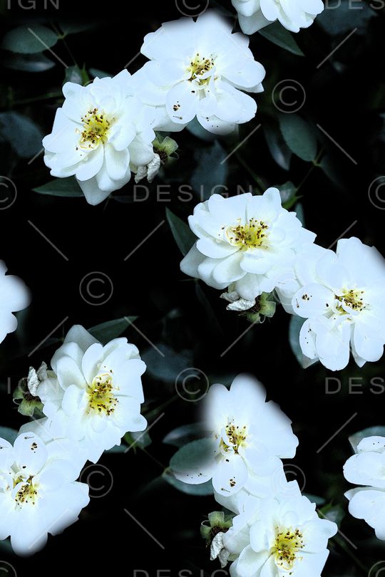 女装印花华亿平台图片