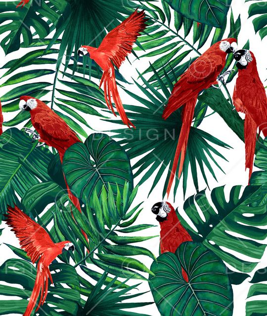 鹦鹉印花华亿平台图片