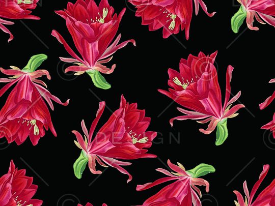 仙人掌花卉印花华亿平台图片