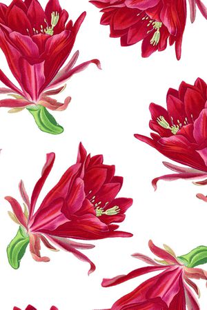 仙人掌花卉印花华亿平台图片