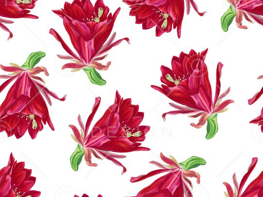 仙人掌花卉印花华亿平台图片