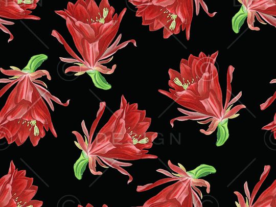 仙人掌花卉印花华亿平台图片