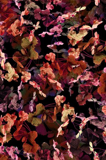 大牌风印花华亿平台图片