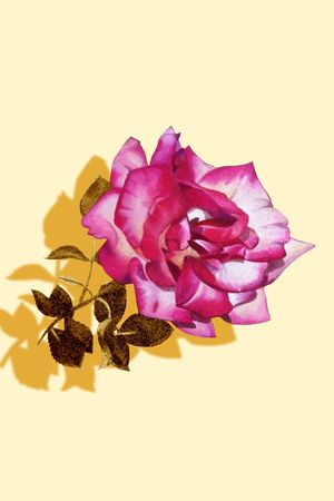 rose印花华亿平台图片