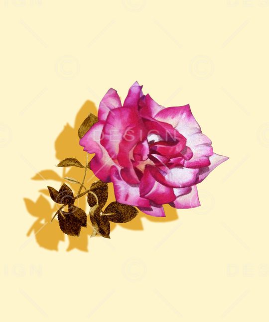 rose印花华亿平台图片