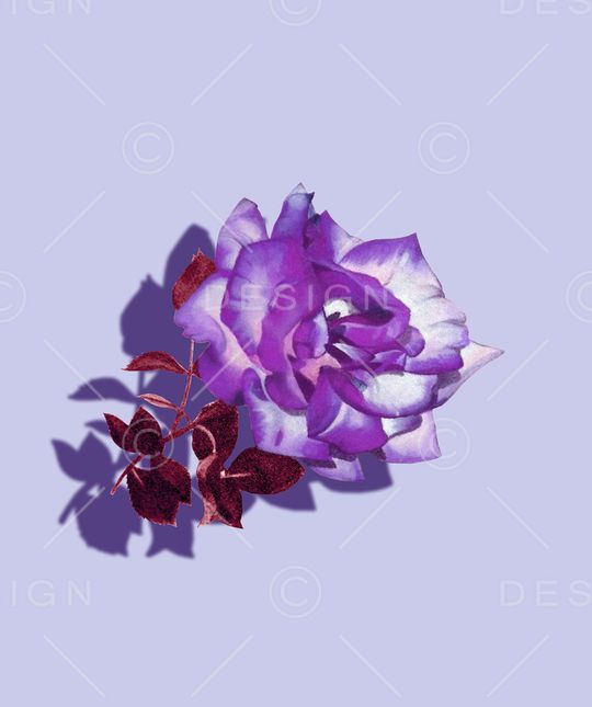 rose印花华亿平台图片