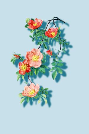 rose印花华亿平台图片