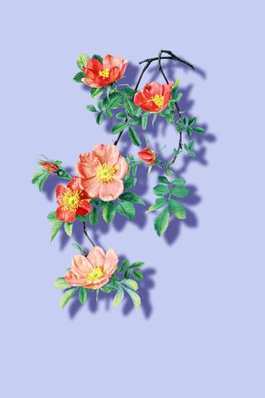 rose印花华亿平台图片