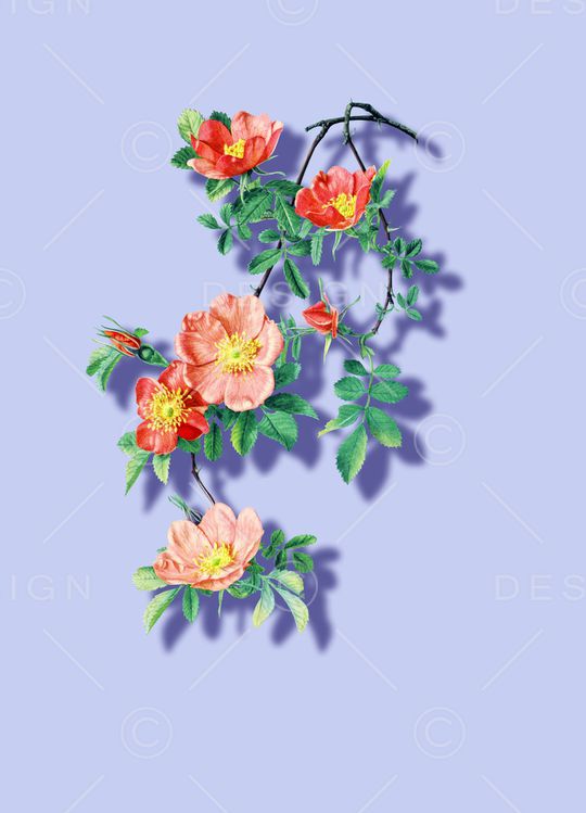 rose印花华亿平台图片