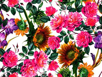 1214519-向日葵-白