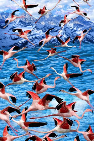 火烈鸟印花华亿平台图片