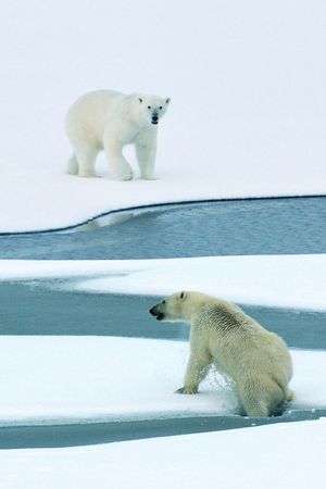 大牌风印花华亿平台图片